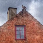 Mågepåchristianshavn