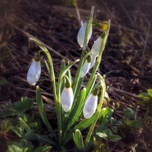snowdrops