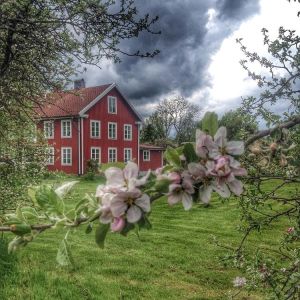 Blomstring_æbletræ