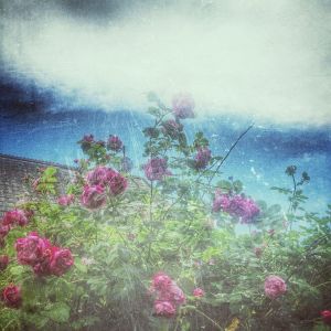Roser og himlen