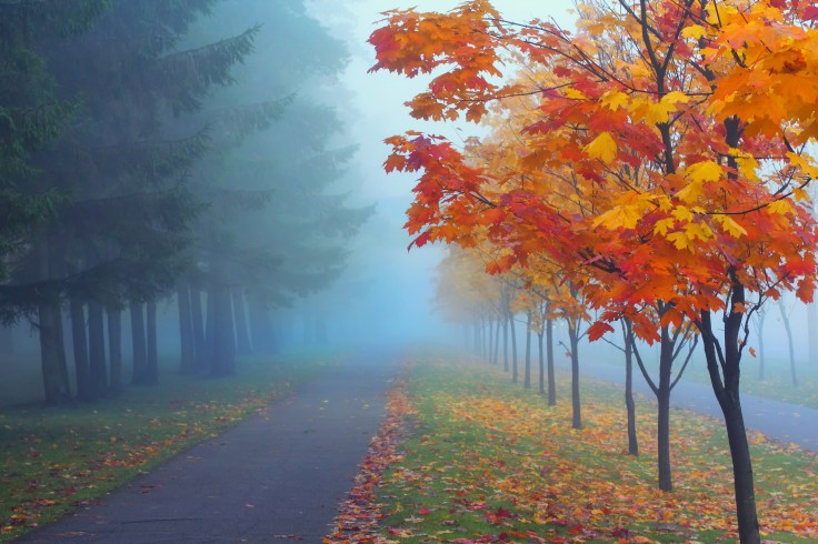 autumn-mist