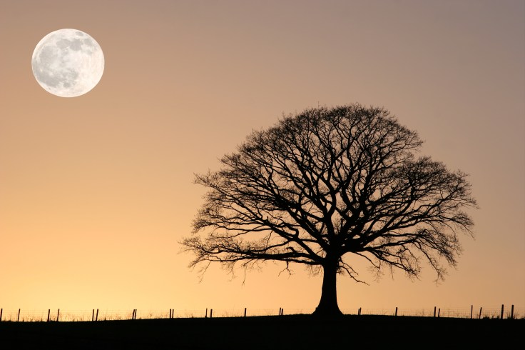 winter-oak-and-full-moon