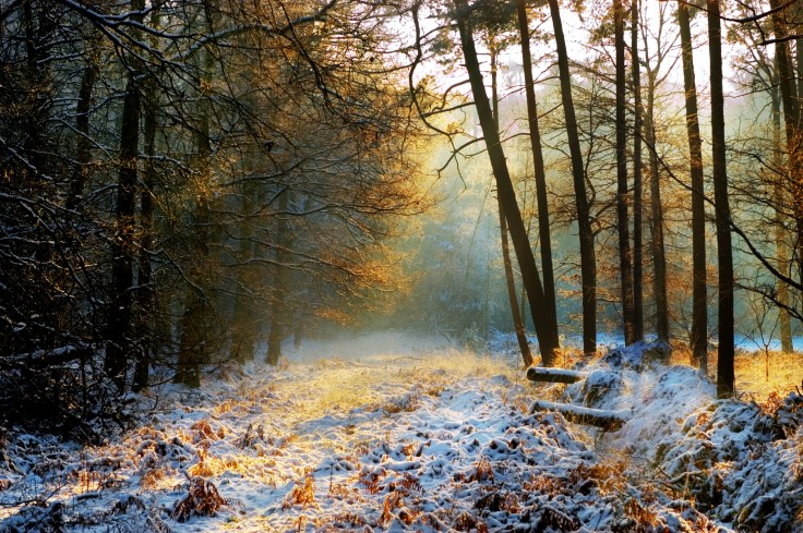 mysterius-forest_winter