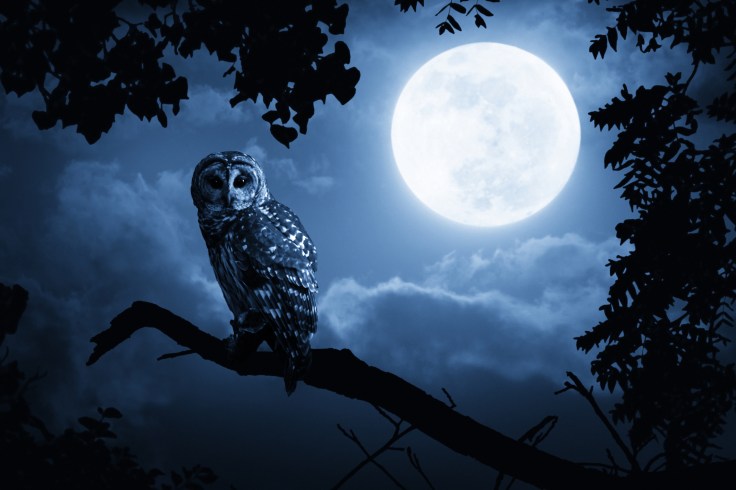 owl-in-the-night