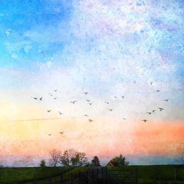 Fugle i pastel_aften