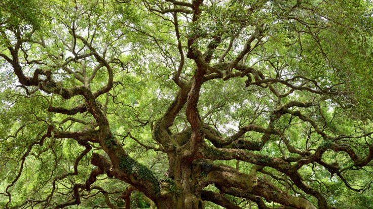Angel oak