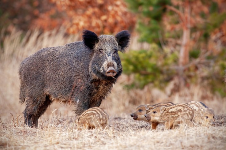 Wild boar family in nature with sow and small stripped piglets.