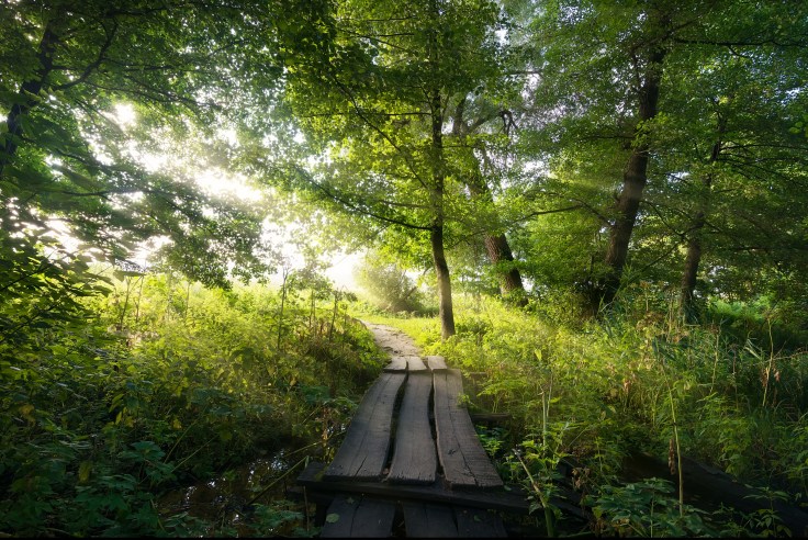 Old bridge in forest