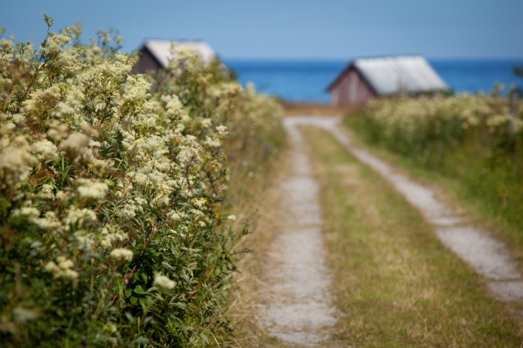 Summer flowers along a small road.GN