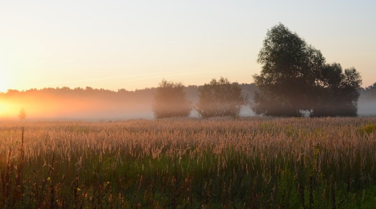 Dawn. Foggy morning in August