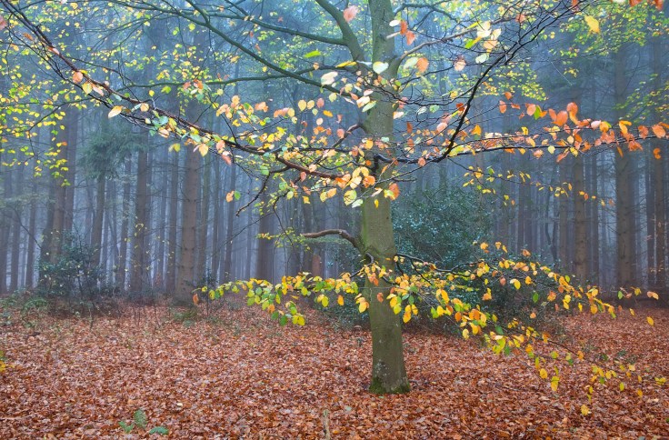 beech tree in autumn forest