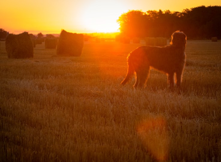 Gray Irish wolfhound looks at the rising sun