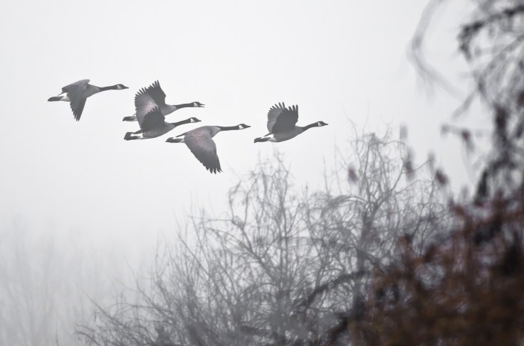 Early Morning Flight of Canada Geese Flying Above Foggy Marsh
