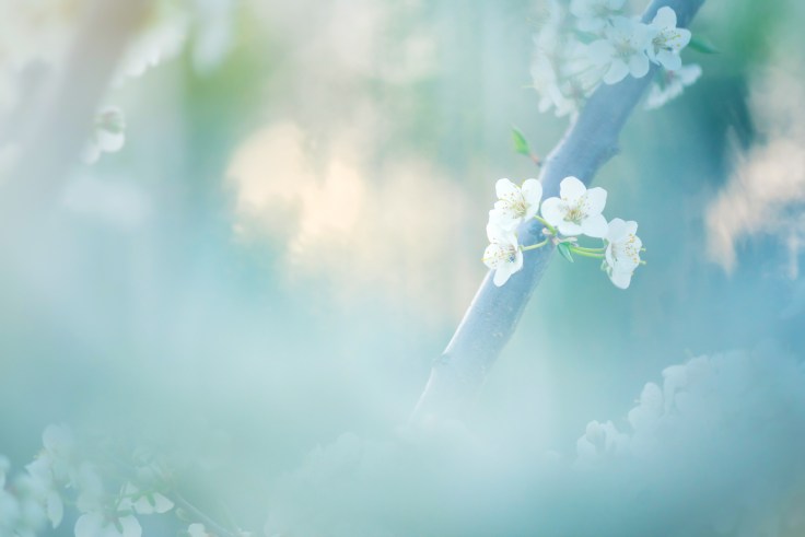 Mirabeller blomstrer