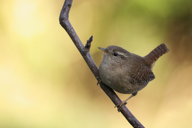 Wren
