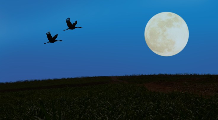 Crane Full Moon